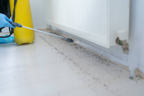 Best Ant Control Services  in Pelican Marsh, FL
